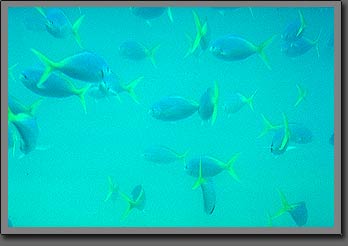 great barrier reef