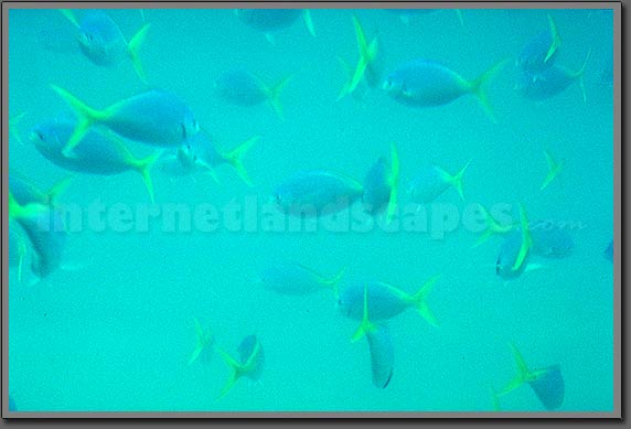 great barrier reef