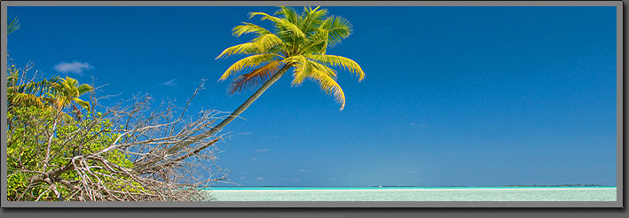 atoll palm