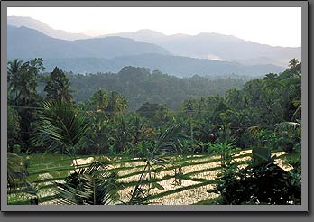 rice terraces