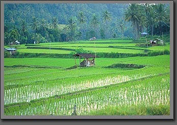 rice terraces 3