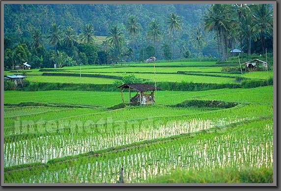 rice terraces 3