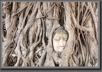 Buddha tree