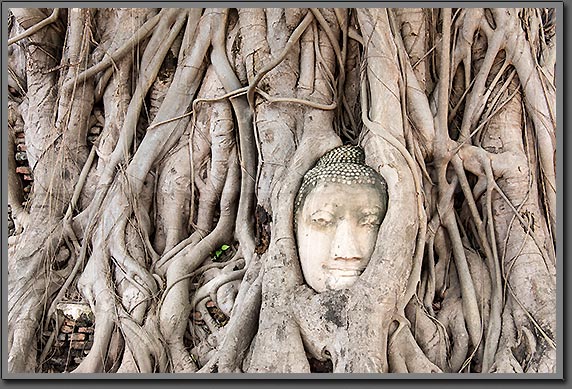Buddha tree photo