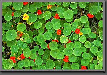 Zoo flowers