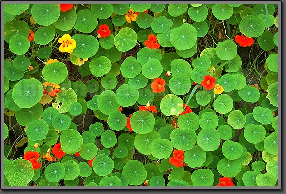 Zoo flowers