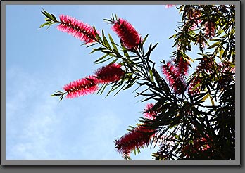 Zoo flowers 2