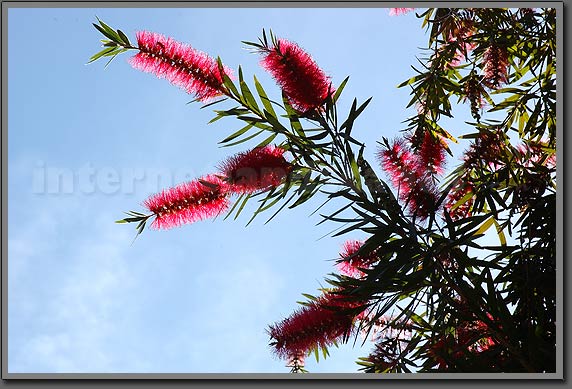 Zoo flowers 2