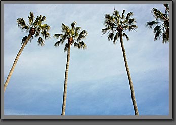 California palms