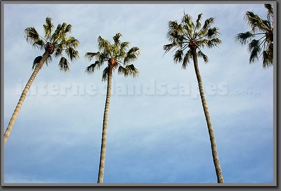 California palms