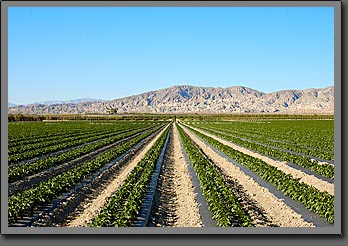 Salton sea