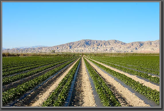 Salton sea