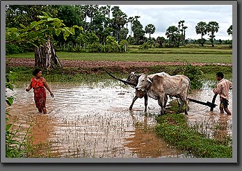 Cambodia Fields