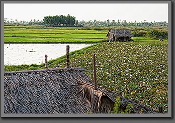 Lotus Field