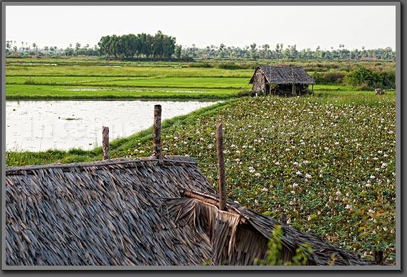 Lotus Field