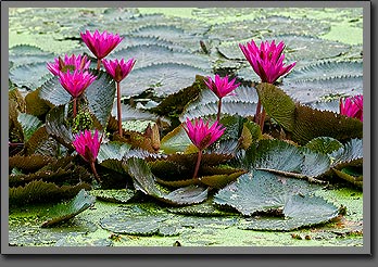 Lotus 2