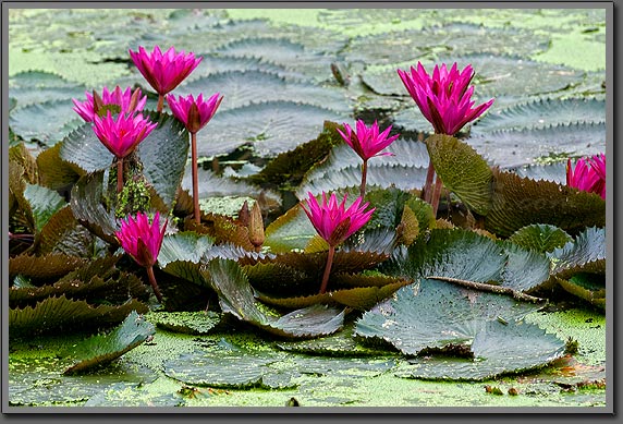 Lotus 2