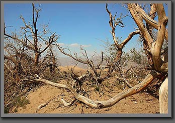 death tree