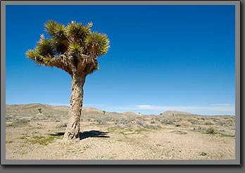 joshua tree