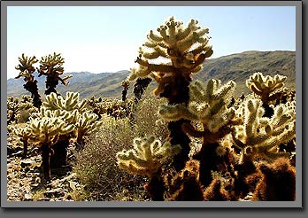 jolla cactus