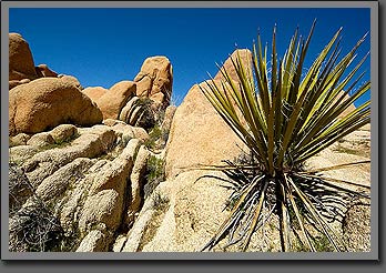 jumbo rocks 2