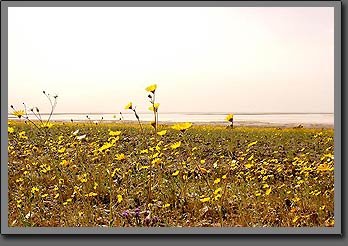 desert flowers