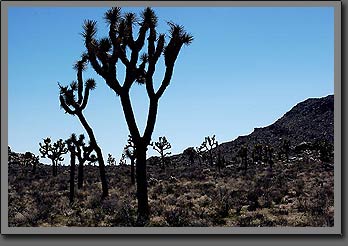 joshua tree 3 