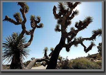 joshua tree 4
