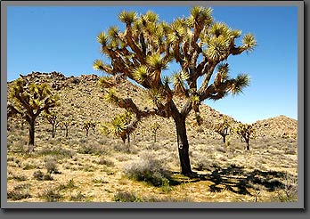 joshua tree 5