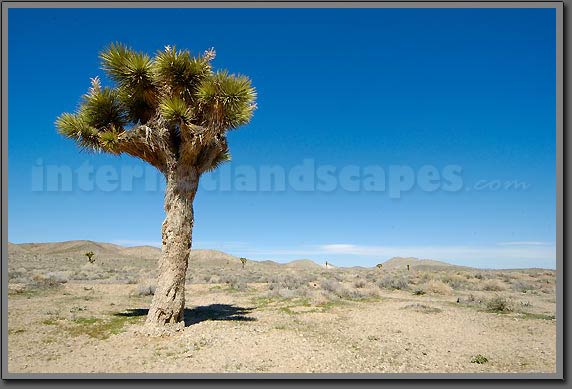 joshua tree