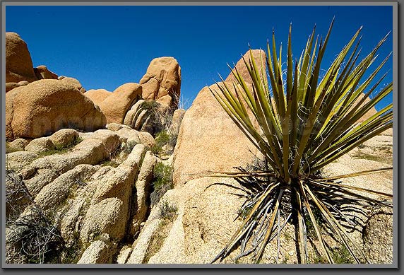 jumbo rocks 2