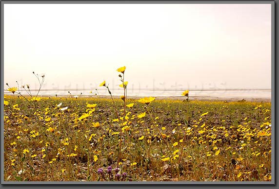 desert flowers