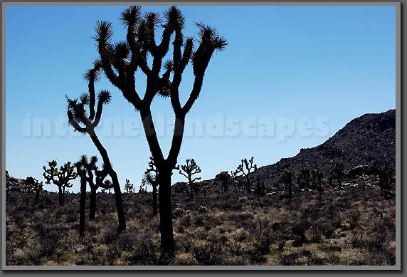 joshua tree