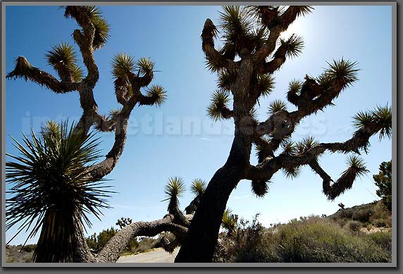 joshua tree 4