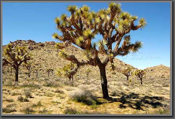 joshua tree 5