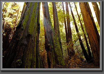 muir woods