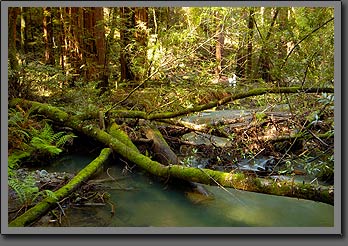 muir woods 2