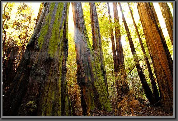 muir woods