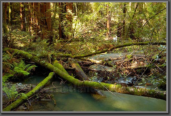 muir woods 2