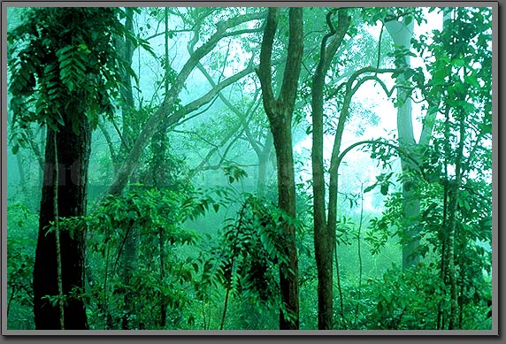 jungle