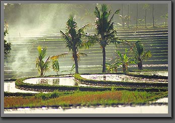 bali landscapes