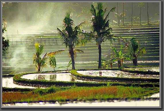 rice terraces 2