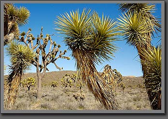 joshua tree 2