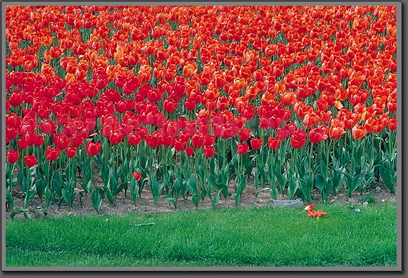 tulipani
