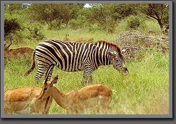 zebra