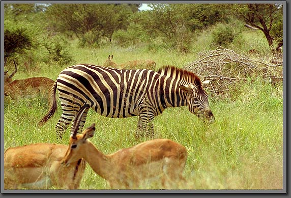 zebra