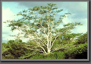 fever tree