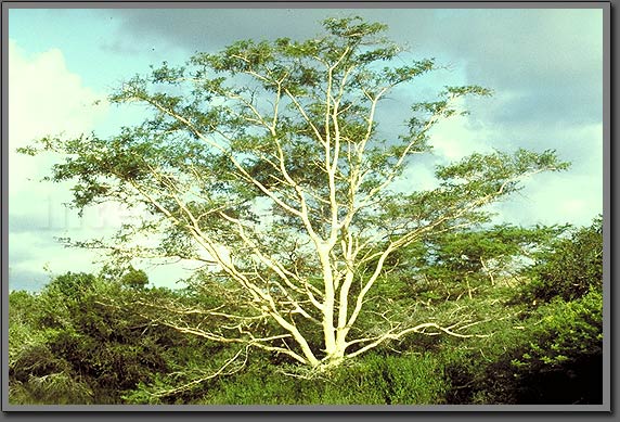 fever tree