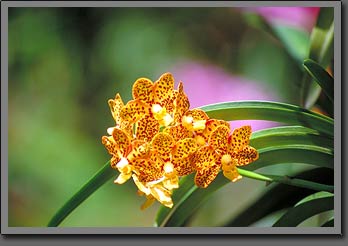 singapore orchid
