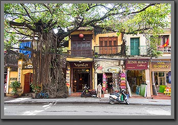 Ficus Hanoi street